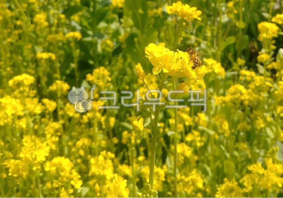 spring,rapeseed arrangement,bee,Radish arrangement