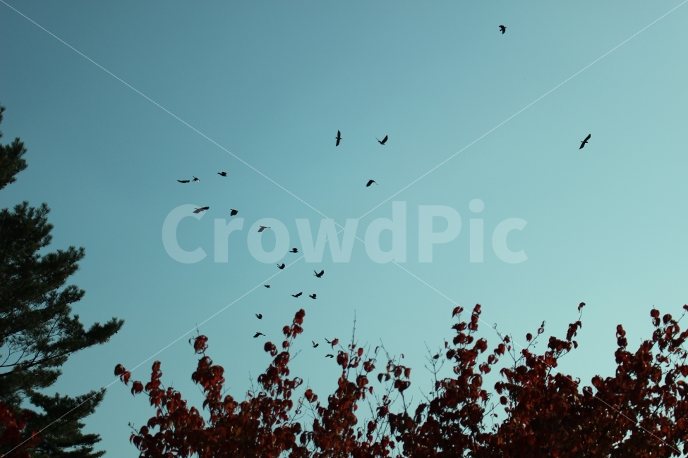 광화문,가을,출사,풍경,단풍,철새,자연,풍경,nature,landscape,animal,동물,flock,대군,bird,새
