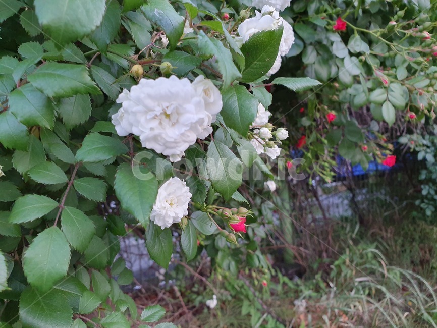 장미,하얀장미,만개한꽃,장미꽃,꽃벽