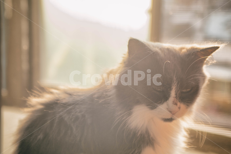 고양이,cat,반려묘,동물,animal,반려동물,가을,햇빛,햇살,유기동물,입양,fall,autumn,sun,sunlight,창가,동물,animal,포유류,mammal,고양이,cat,kitten,kitty,감성,sensible,feeling,휴식,힐링,rest,relaxation,healing
