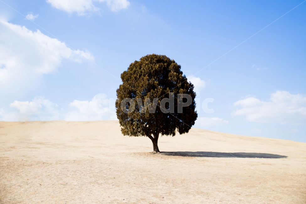 sky,Olympic Park,seoul,tree,park