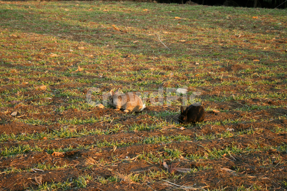 동물,토끼,포유류,animal,rabblit,동물,animal,포유류,mammal