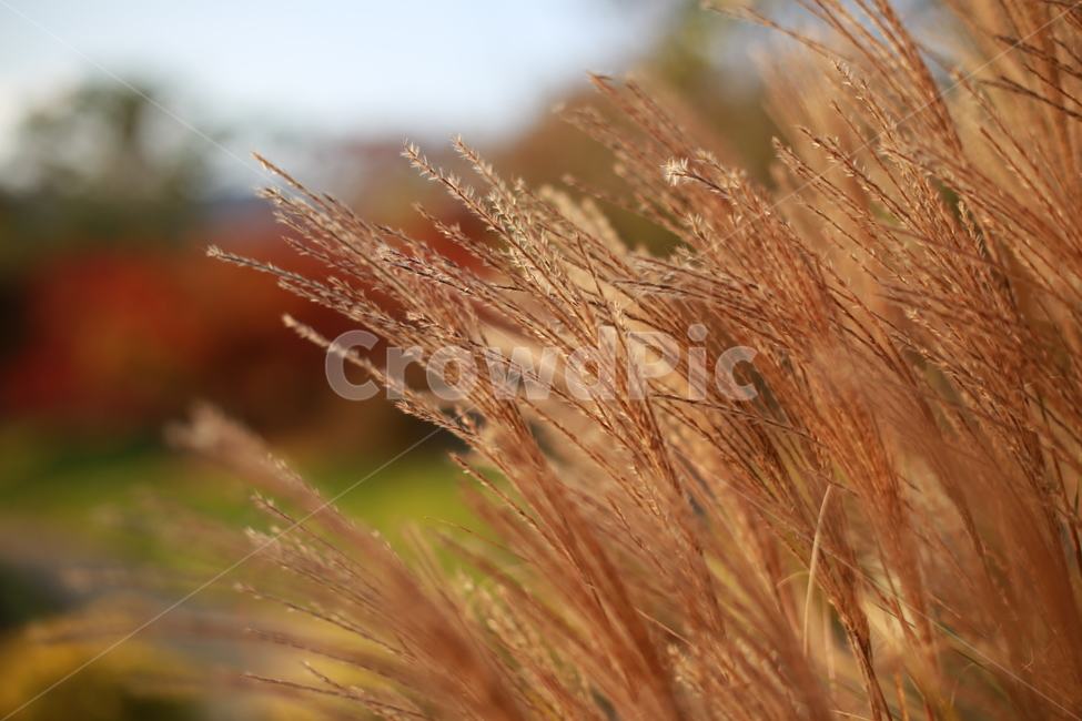 갈대,붉은갈대,가을,9월,10월,plant,가을,계절,fall,autumn,season,grass,잔디,식물