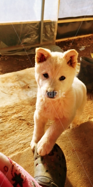 강아지,시골개,진돗개,귀여운,멍멍이,개,동물,animal,포유류,mammal,개,강아지,dog,doggy