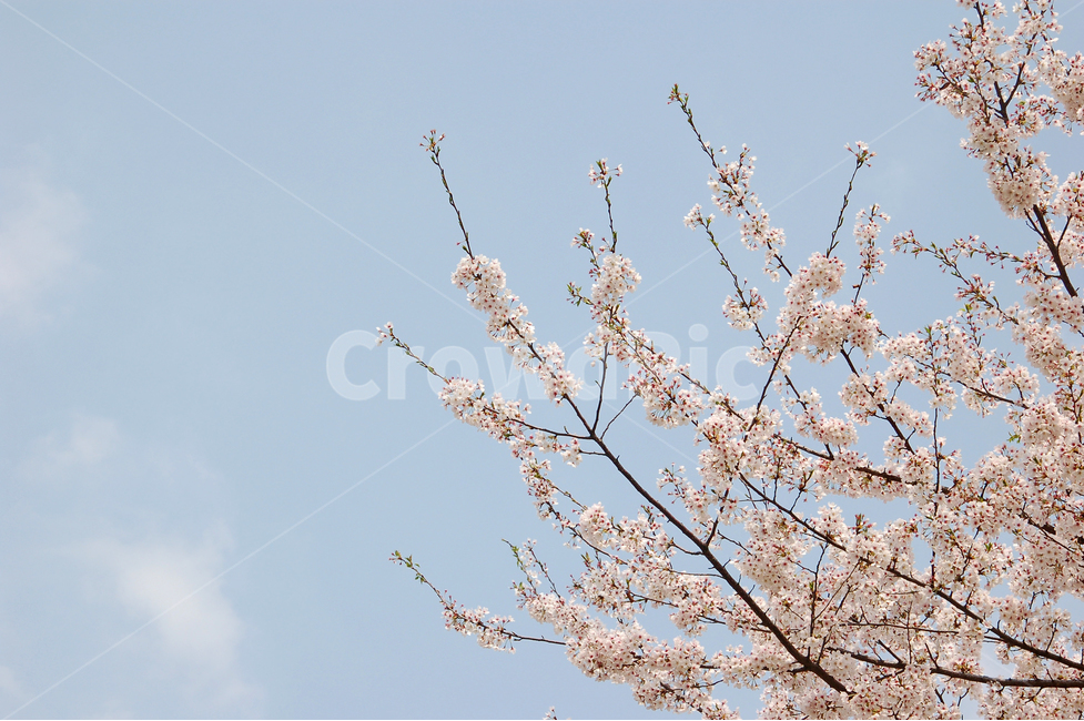 벚꽃,꽃,봄,봄꽃,식물,자연,계절,꽃잎,봄사진,봄이미지,예쁜,화려한,화사한,만개,만발,야생화,배경,백그라운드,바탕,봄배경,봄바탕,배경이미지,배경사진,벚나무,하늘,벚꽃배경,봄,계절,spring,season,식물,자연,plants,nature,꽃,flower,plant,blossom