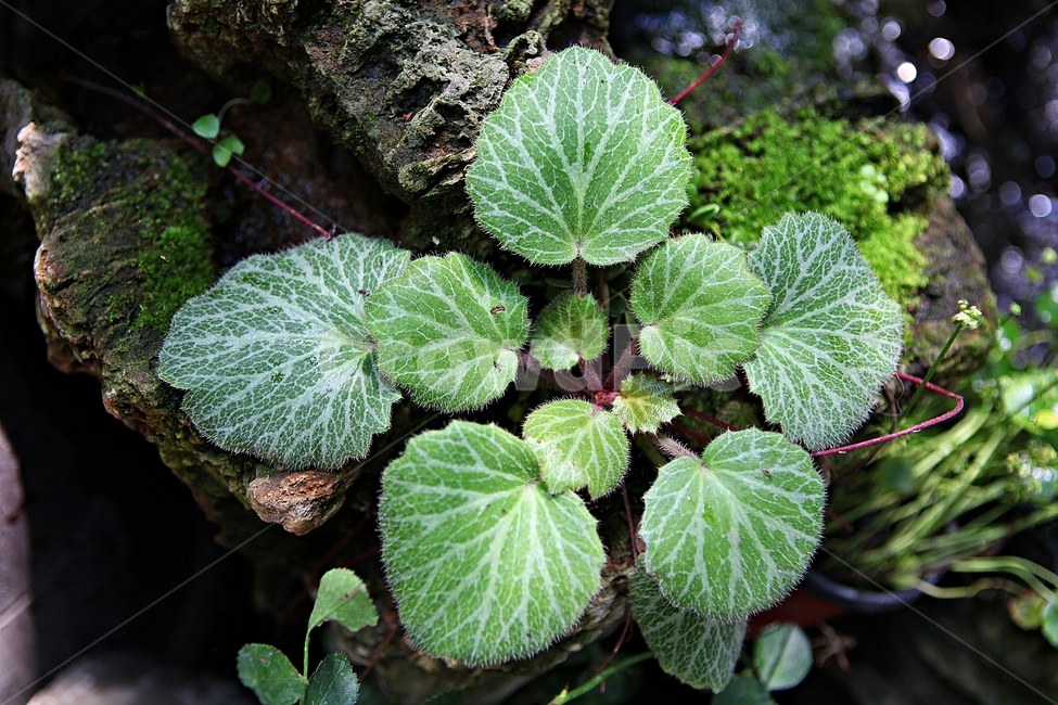 바위취,식물,취,나물,잎,식물,자연,plants,nature