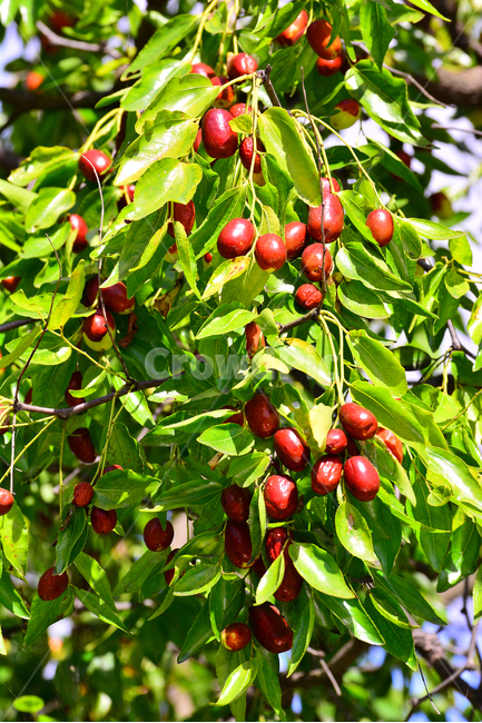 대추,대추나무,건강식품,대추차,jujube,달콤한,맛,과일,가을열매,가을이미지,나무열매,fruit,food,asian,동양적,한국적,한약재료,잘익은,주렁주렁,풍년,풍성한,식물,자연,plants,nature,음식,식재료,요리,food,cook,meal,dishes,food reserves,과일,열매,fruit