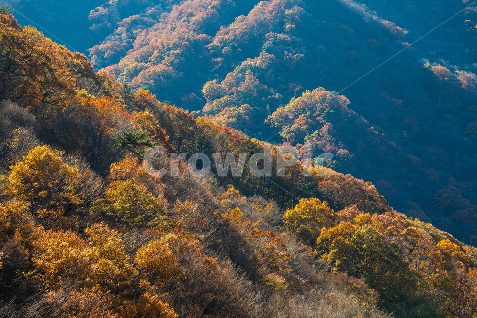 단풍,가을,autumn,fall,계절,가을,계절,fall,autumn,season,자연,풍경,nature,landscape,outdoors,옥외,mountain,산,mountain range,산맥