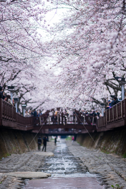 벚꽃,진해,군항제,봄,풍경,축제,봄꽃,로망스다리,봄,계절,spring,season,식물,자연,plants,nature,꽃,flower,사람들,대중,군중,other people,crowd,plant