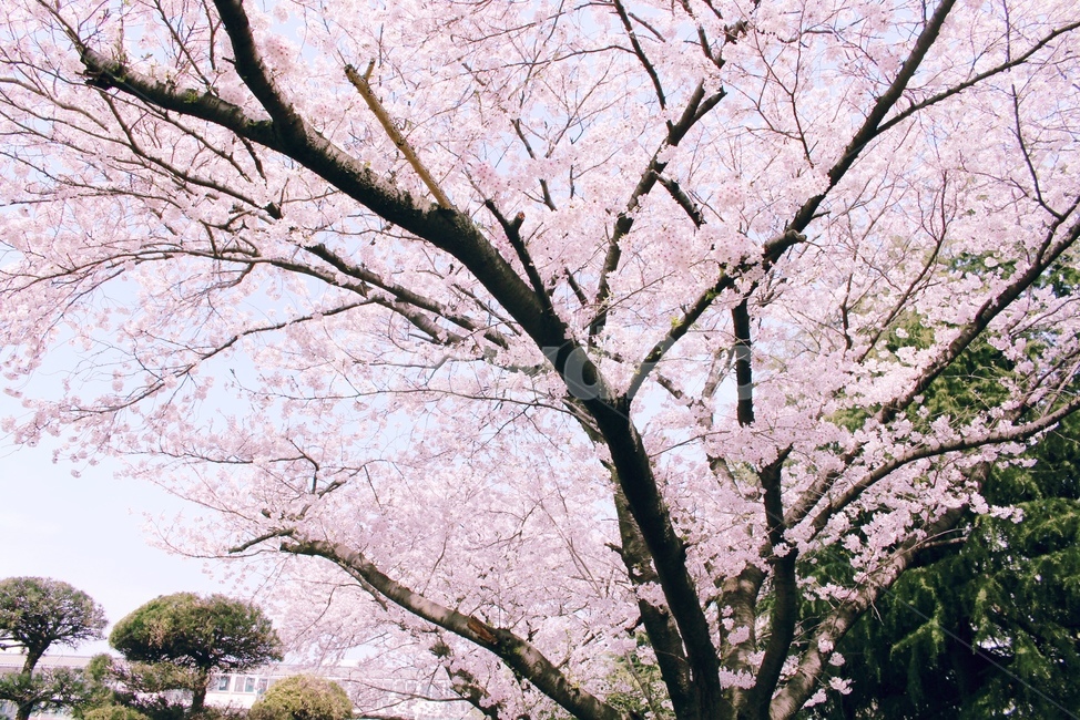 벚꽃,분홍,봄,cherryblossom,tree,나무,spring,pink,봄,계절,spring,season,식물,자연,plants,nature,꽃,flower,감성,sensible,feeling,plant,blossom