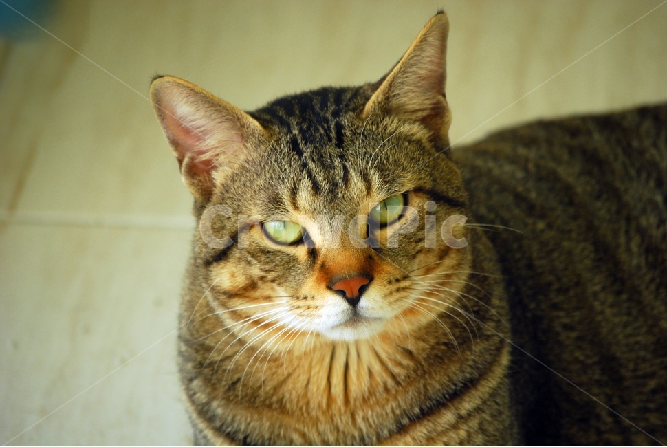 고양이,애묘,얼굴,표정,그리움,추억,사랑,동물,animal,포유류,mammal,고양이,cat,kitten,kitty