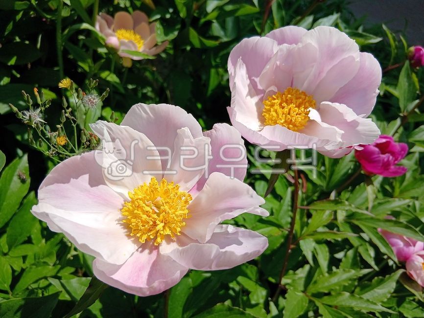 peony,peony flower,flower,in full bloom,spring flower,beautiful,pretty,plant,grass,flower,plqant