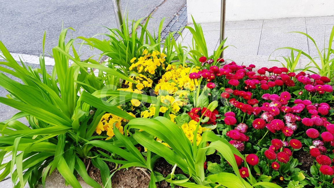팬지,팬지꽃,삼색재비꽃,꽃,화분,식물,자연,plants,nature,꽃,flower