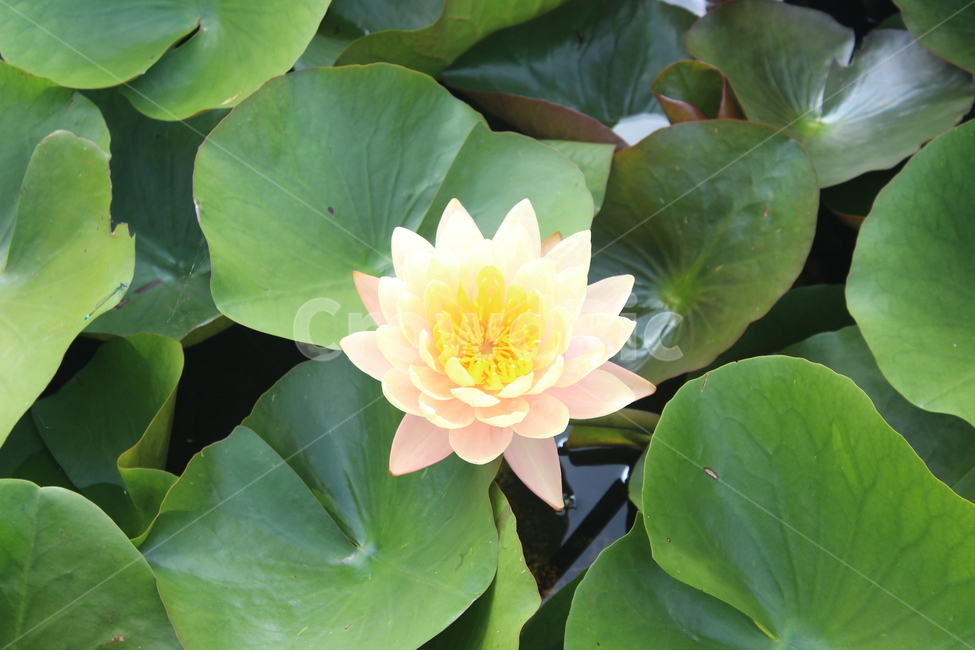 plant,식물,flower,꽃,수련,blossom,식물,자연,plants,nature,꽃,flower