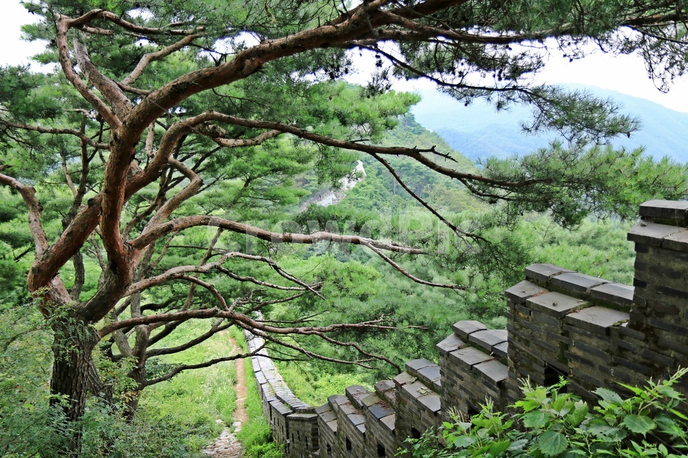 남한산성,산성,namhansanseongfortress,mountainfortress,namhansanseong,자연,풍경,nature,landscape,한국자연풍경,한국자연경관,korea nature landscape,한국전통,한국문화,korean traditional,korean culture,tree,나무,plant,식물,tree trunk,나무 줄기