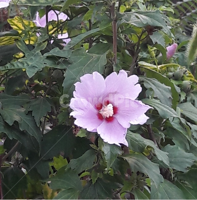 무궁화,여름꽃,보라무궁화,한국국화,훈화초