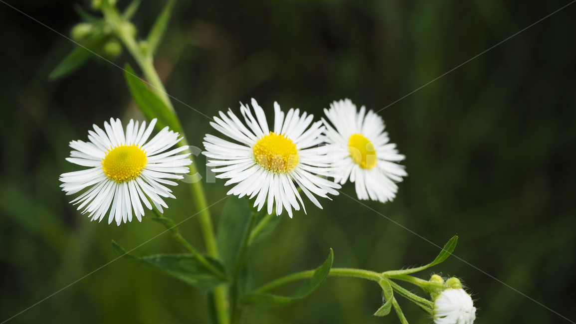 야생화,꽃,흰색,wildflower,flower,white