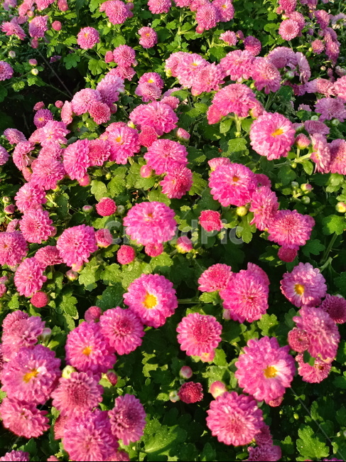 국화,꽃,plant,식물,flower,다년생초본식물,오상고절,관상식물,소국,식물,자연,plants,nature,꽃,flower