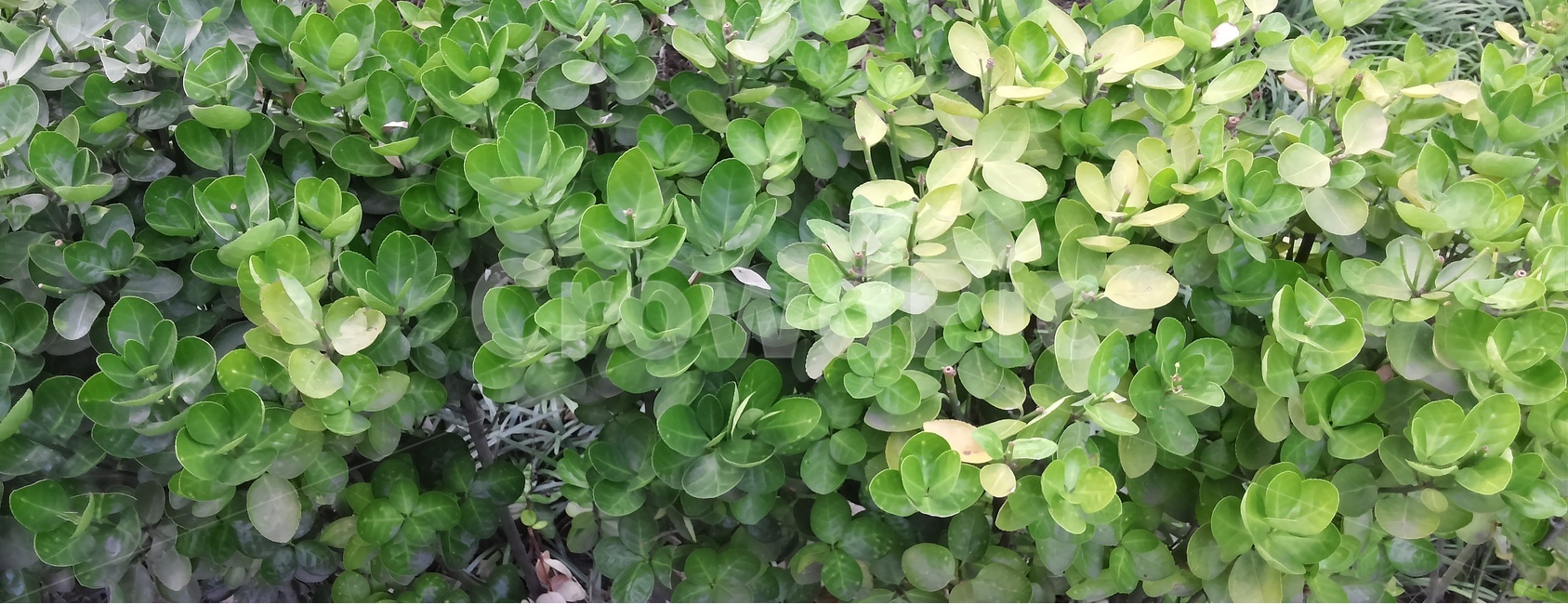 나뭇잎,잎,초록,녹색,나무,식물,자연,plants,nature
