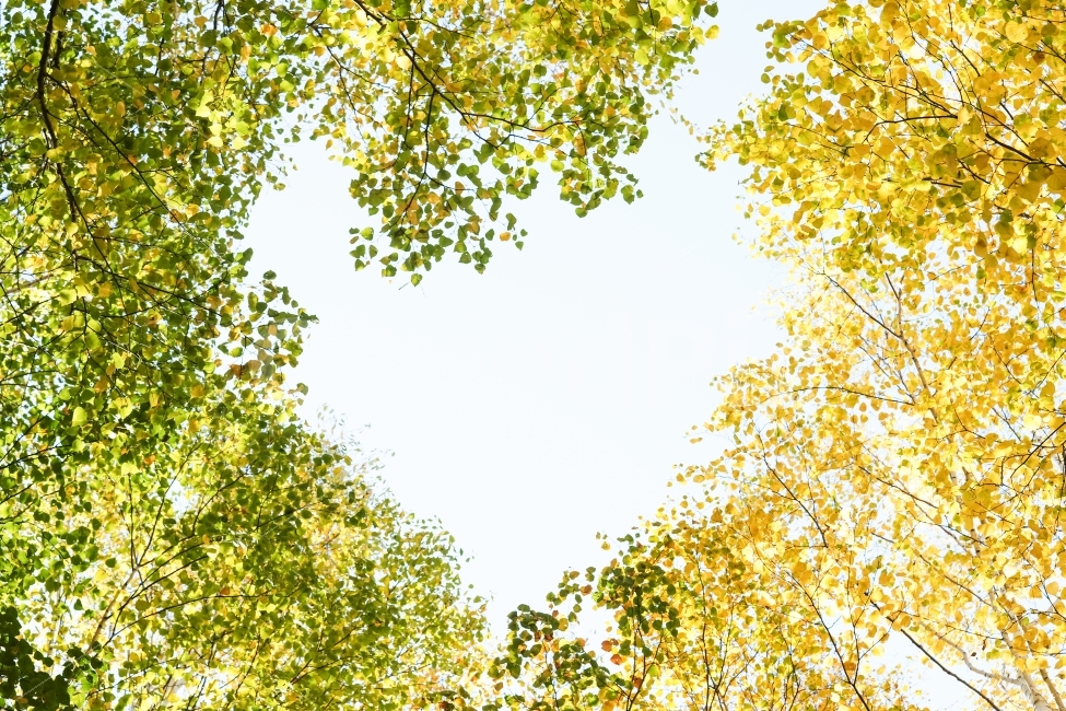 하트,사랑,러브,love,heart,자작나무,하늘,나뭇잎,가을,가을,계절,fall,autumn,season,식물,자연,plants,nature,나무,trees,wood,감정표현,기분,feeling,emotion,휴식,힐링,rest,relaxation,healing,tree,plant,sunlight,햇빛