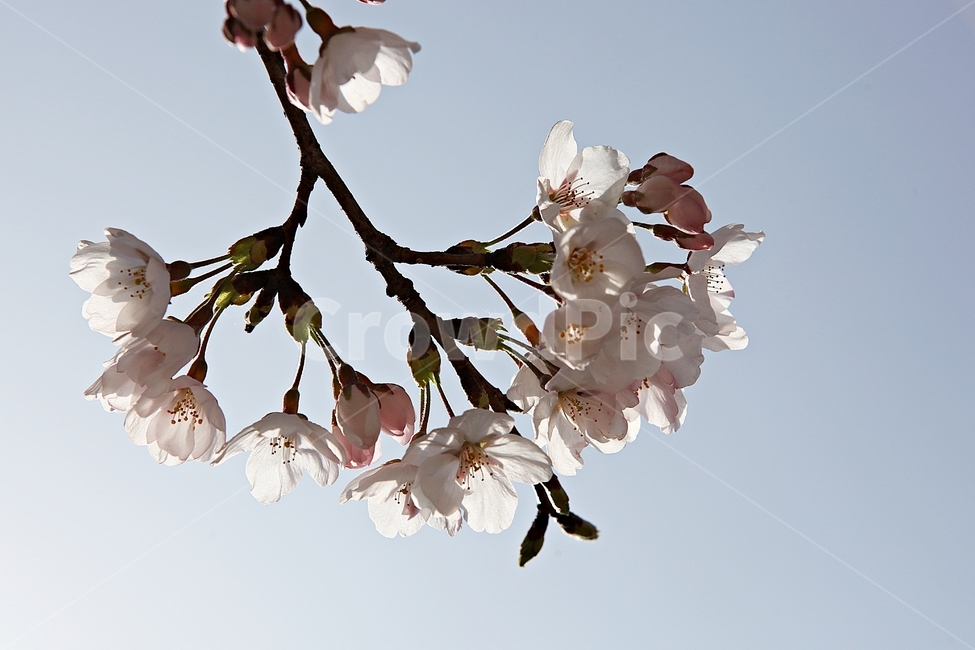벗꽃,벗나무,꽃,봄꽃,벗꽃잎,꽃잎,식물,자연,공원,식물,자연,plants,nature,꽃,flower