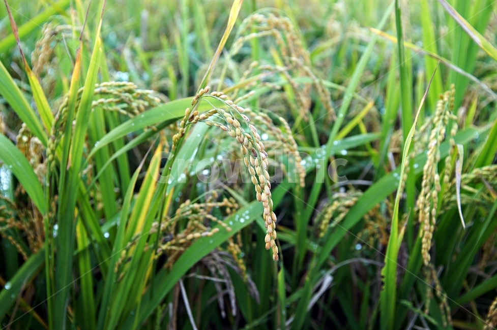 벼,가을,추수,쌀,곡식,열매,시골,농사,농촌,곡류,곡식,cereals,농업,농사,agriculture,farming,farming industry