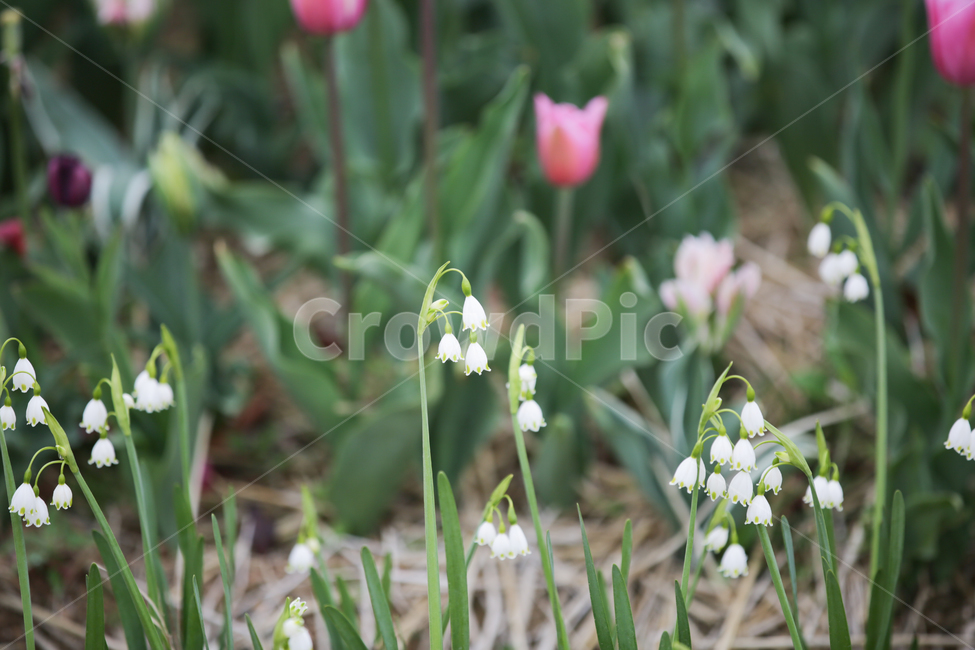 층층잔대,흰꽃,잔대,들꽃,야생화,봄,계절,spring,season,식물,자연,plants,nature,꽃,flower,plant,blossom,amaryllidaceae,수선화과