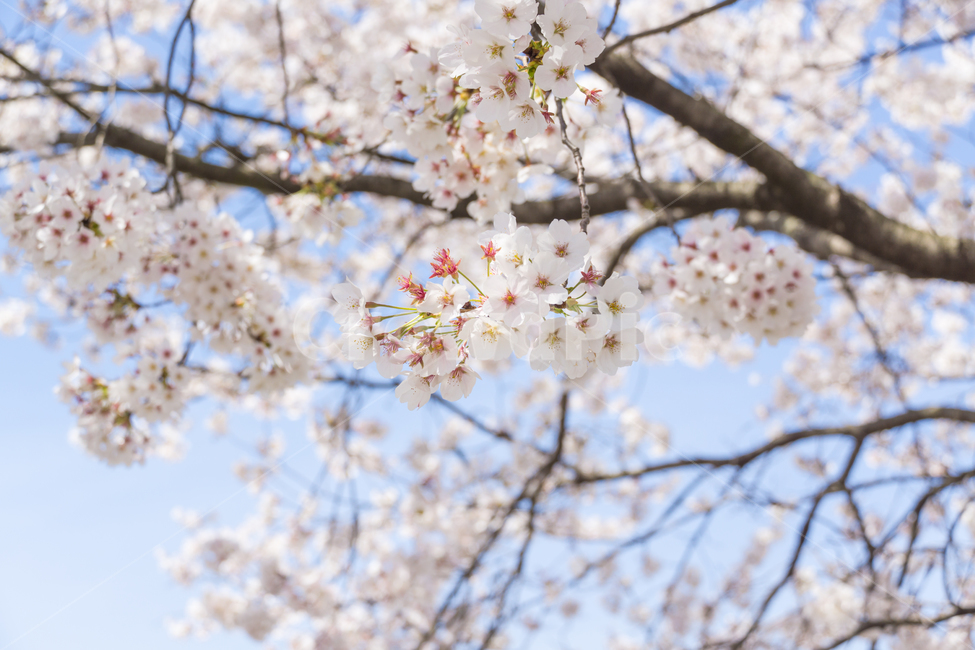 봄,벚꽃,나들이,봄꽃,감성,자연,풍경,cherryblossom,개화,blossom,꽃,flower