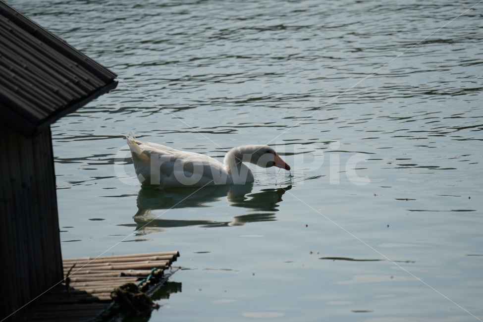 오리,백조,새,조류,동물,호수,강,자연,nature,bird,duck,lake,river,animal,헤엄,수영,swim,swan,스완,물,water,물결,감성,감성사진,스냅,스냅사진,snap,snapshot,풍경,landscape,고니,한국자연,korea,석촌호수,서울,seoul,코리아,동물,animal,조류,새,birds