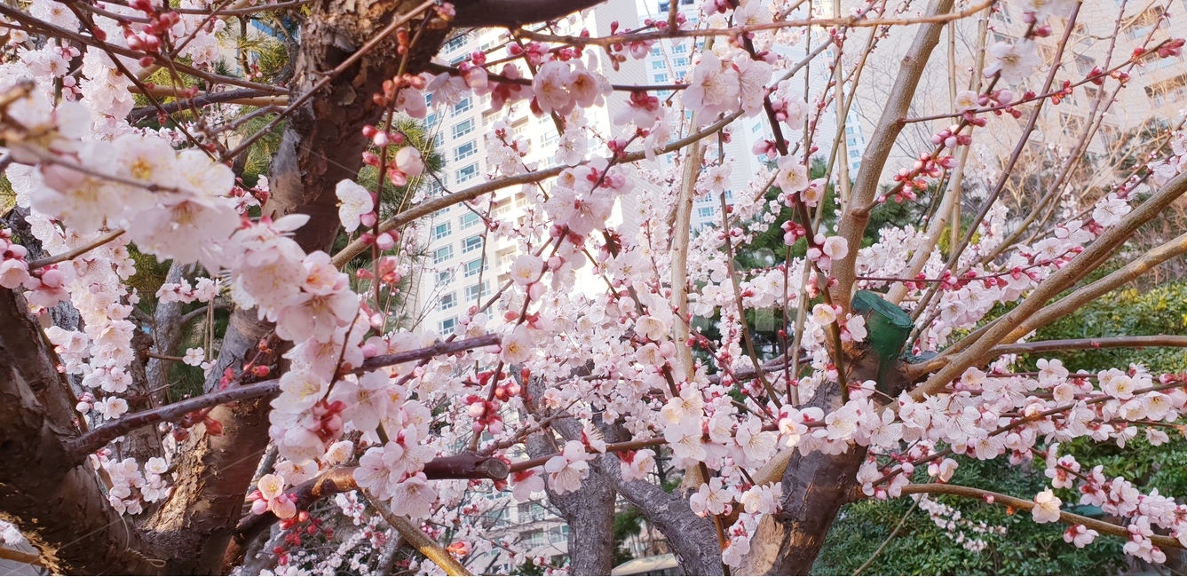 매화,꽃,봄,생동감,연분홍,봄,계절,spring,season,식물,자연,plants,nature,꽃,flower,plant,blossom,cherry blossom,벚꽃