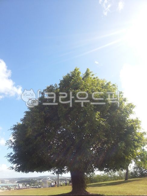 big tree,A sturdy tree,tree,warm weather,Giving Tree