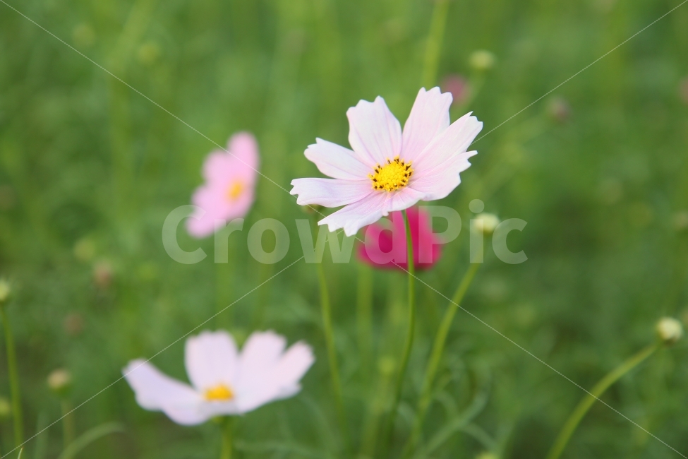 꽃,코스모스,가을,살사리꽃,코스모스꽃말,수줍은소녀,고향,향수,소풍,피크닉,picnic,cosmos,flower,pink,white,들꽃,하늘하늘,여린,연약한,감성적인,아름다운,감성사진,풍경사진,한국여행,가을소풍,봄소풍,가을여행,국내여행,꽃사진,들판,청순한,청초한,부드러운,기분좋은,가을,계절,fall,autumn,season,식물,자연,plants,nature,꽃,flower,plant,daisies,데이지,blossom,daisy