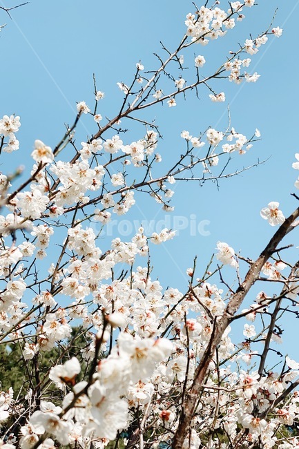꽃,매화꽃,식물,flower,plant,봄,계절,spring,season