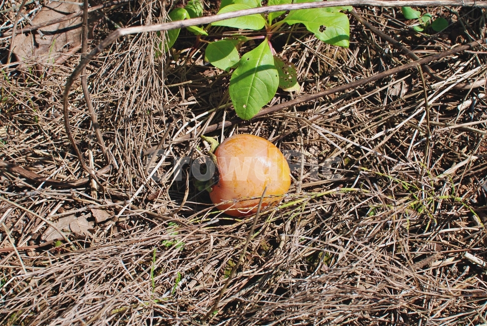 감,가을,홍시,풀,낙엽,과일,열매,fruit