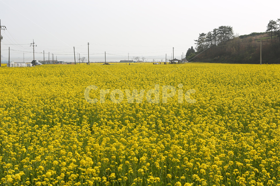 풍경,유채꽃,봄,노란색,유채꽃축제,기름원료,봄,계절,spring,season,자연,풍경,nature,landscape,field,들,outdoors,옥외,grassland,목초지