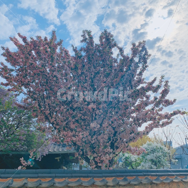 홍매화,나무,꽃,담,자연