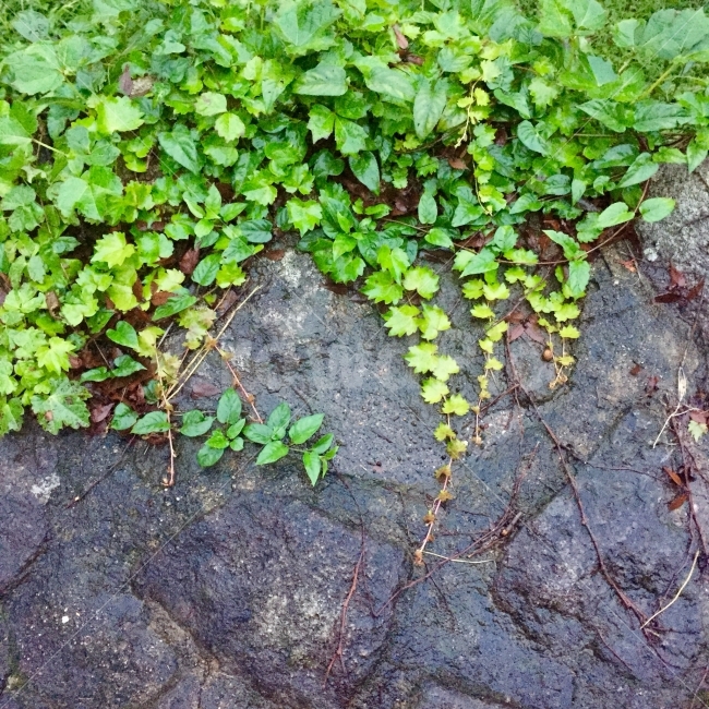 자연,푸름,돌담,비온뒤,비갠후,잎사귀,덩굴,식물,자연,plants,nature
