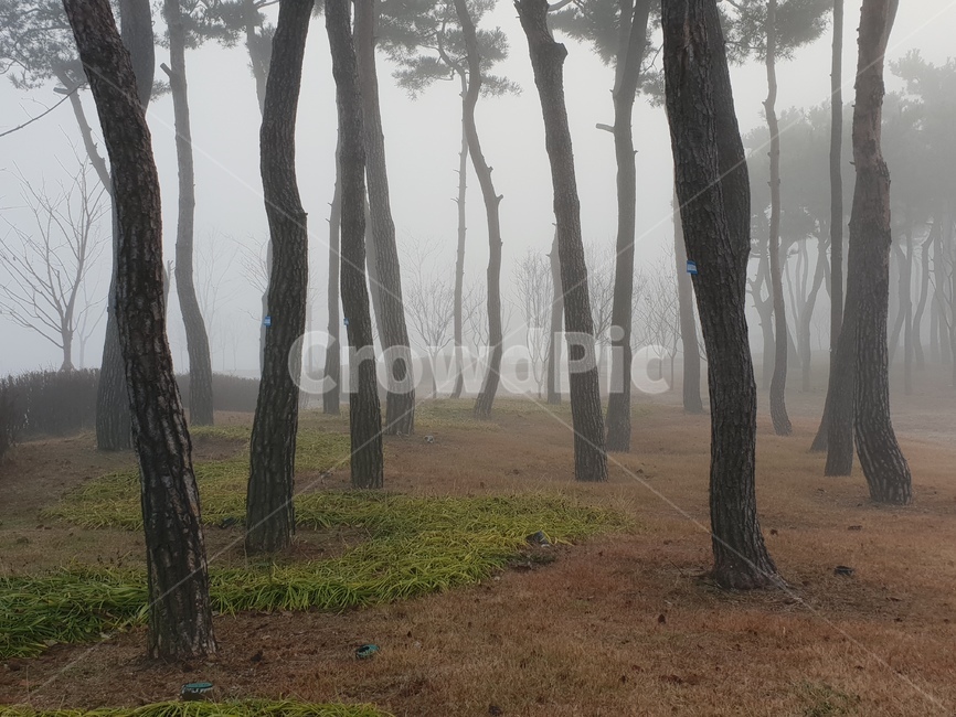 풍경,소나무숲,안개,겨울,나무,nature,자연,weather,날씨,outdoors,옥외