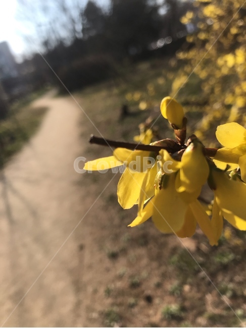 봄,꽃,개나리,노랑,노란색,봄꽃