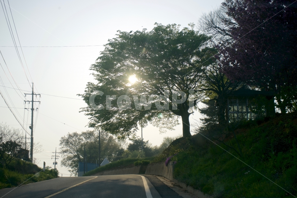 풍경,나무,길,햇빛,낮,식물,자연,plants,nature,나무,trees,wood