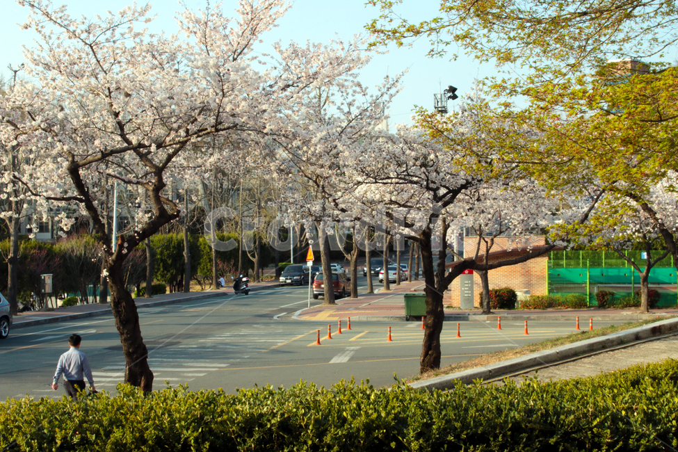 person,사람,human,인간,plant,식물,도로,벚꽃,벚나무,행인,대구,경북대,경북대학교,산격동,캠퍼스,대학교