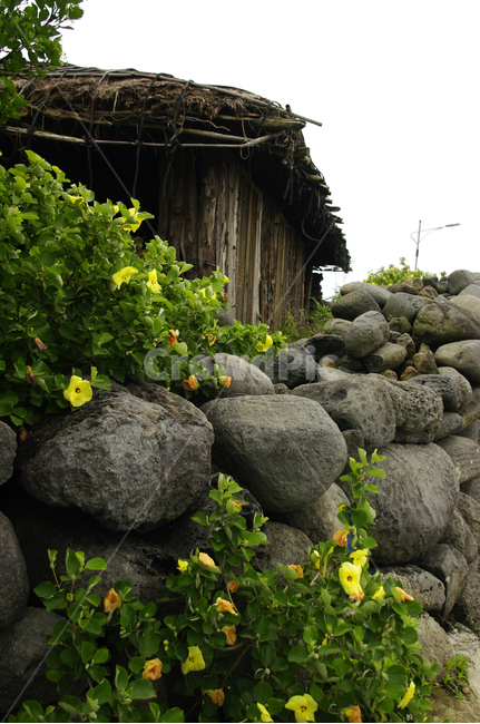 집,돌담집,넝쿨,돌,식물,제주도,jeju,jeju island,nature,자연,outdoors,옥외,building,건물