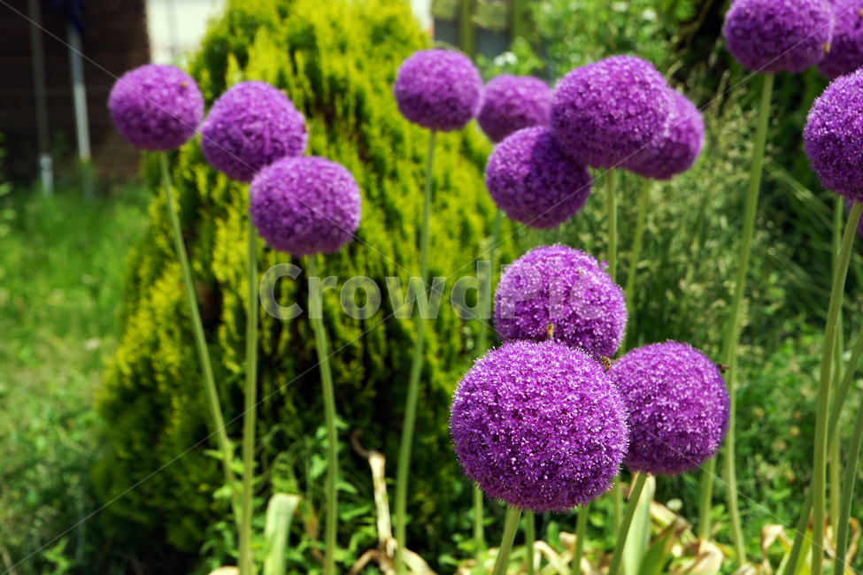 알리움,식물,백합과,보라색,하훼용,onion,관상용,식물,자연,plants,nature,꽃,flower
