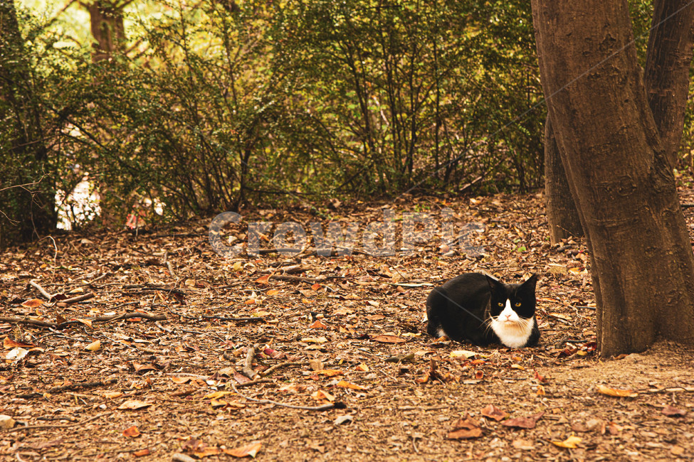 ground,바닥,cat,고양이,animal,동물,mammal,pet,착한애,길고양이,동물,animal,포유류,mammal,고양이,cat,kitten,kitty