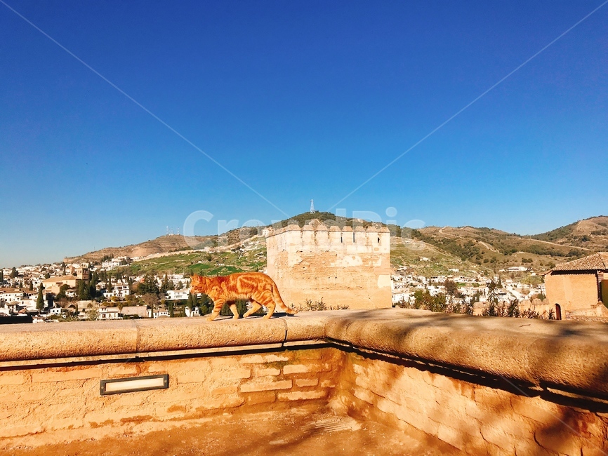 고양이,cat,그라나다,granada,알함브라궁전,스페인,spain,alhambra,nature,자연,outdoors,옥외
