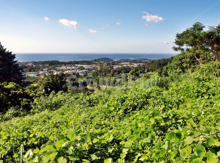 고성숲길,올레16코스,올레,자연,숲,푸른하늘,흰구름,제주,시골,마을,풍경,landscape,country,rural,town
