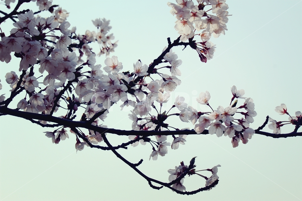 spring,Vignetting,Cherry Blossom,No correction,flower