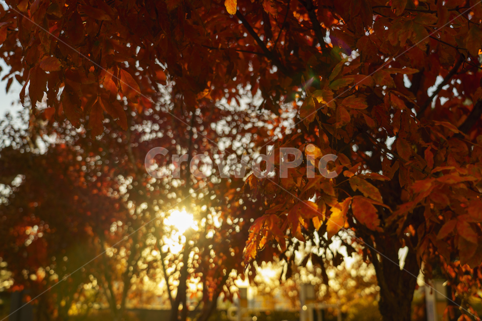 단풍,해,노을,나무,해질녘,붉은,따뜻한,분위기,빛나는,tree,sun,sunset,red,mood,warm,autumn,가을,shiny,가을,계절,fall,autumn,season,식물,자연,plants,nature,나무,trees,wood,plant,leaf,잎,flare,플레어,light,빛,sunlight,햇빛