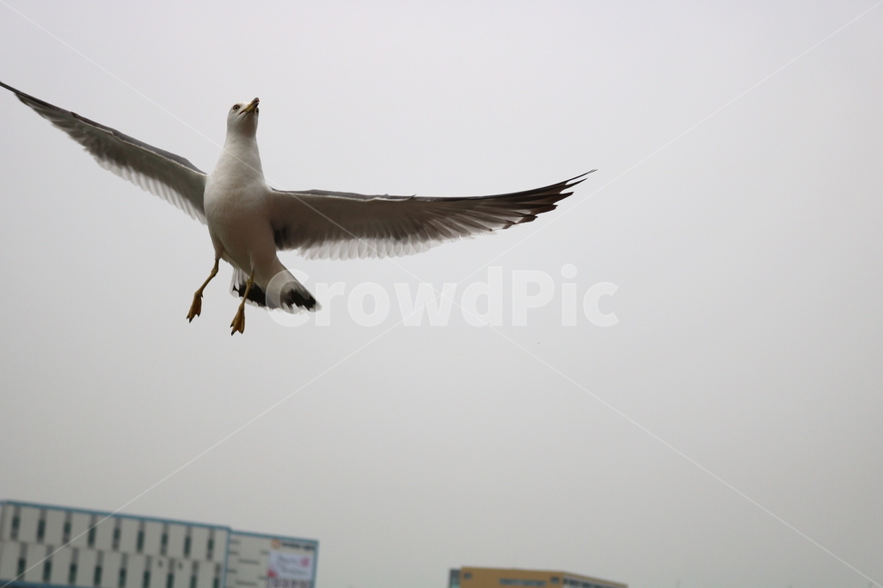 갈매기,새,조류,한강,동물,동물,animal,조류,새,birds