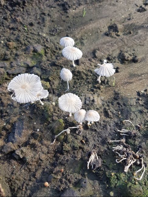 주름버섯,밭,밭에핀버섯,버섯,비온뒤의밭,버섯,mushroom